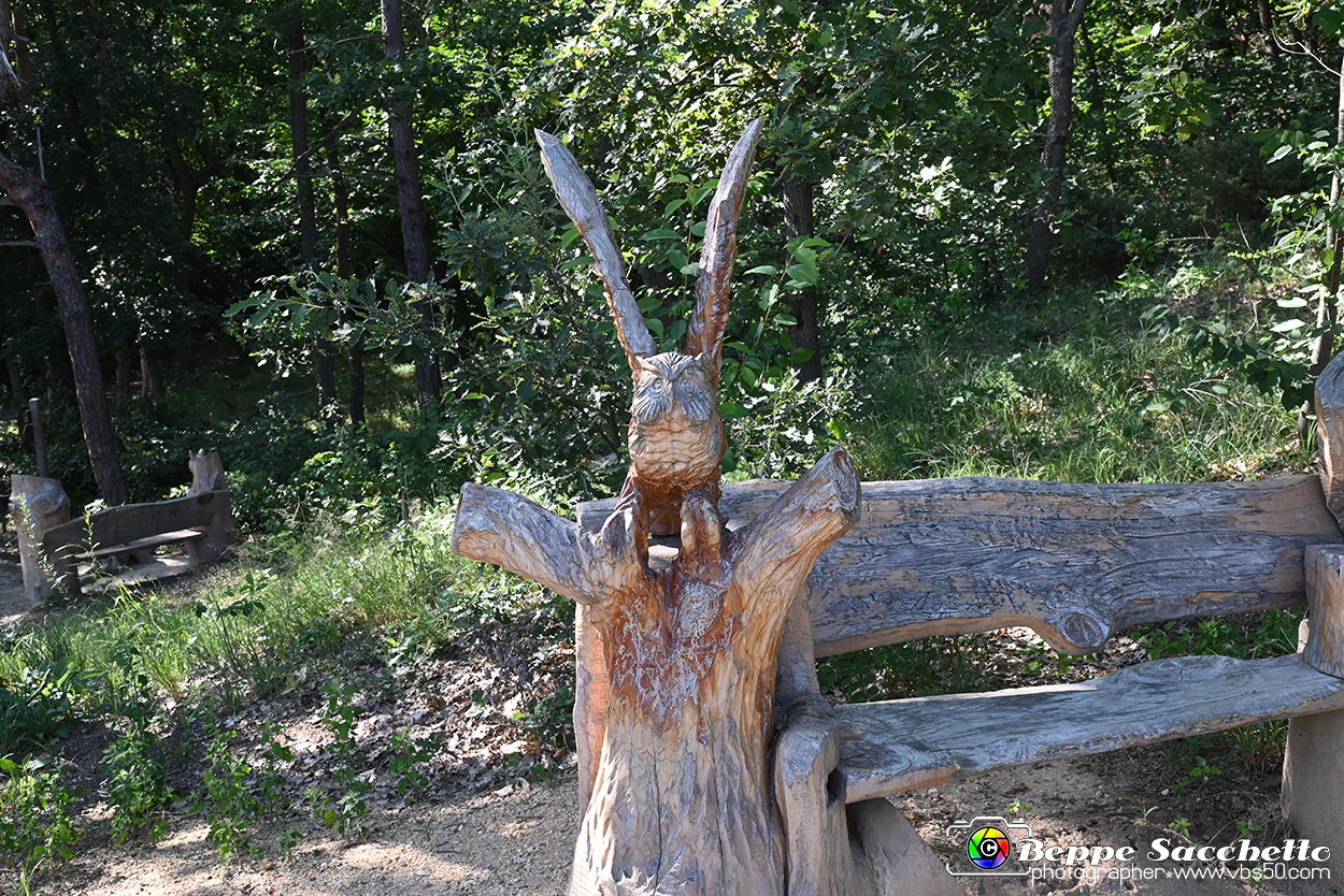 VBS_4721 - Il bosco fatato - Montaldo Roero.jpg